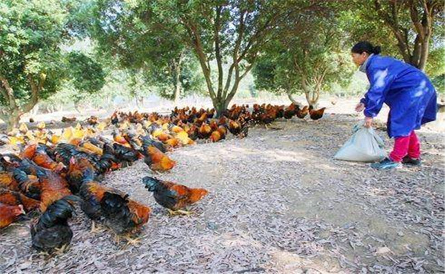 雞喂自配飼料加入九種物質喂雞