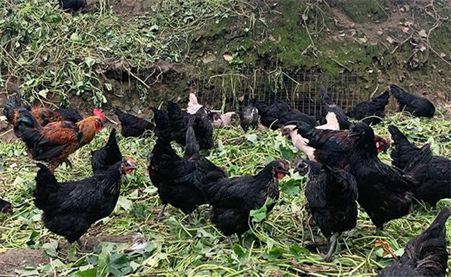 飼養烏雞該注意哪些問題