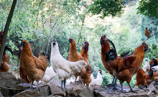 肉用土雞的飼料與營養需要