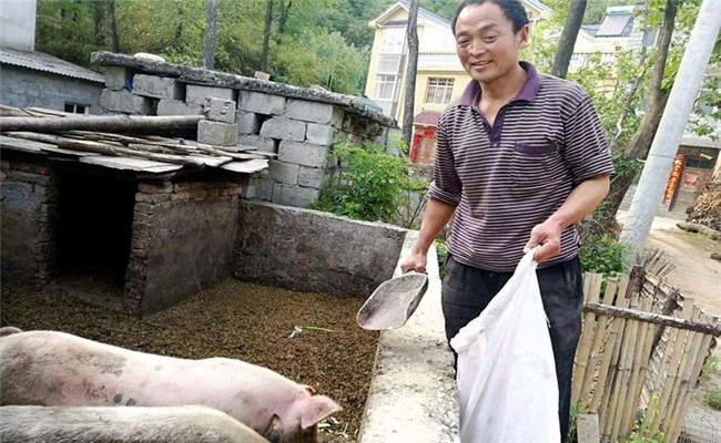 農村庭院養豬的優勢與好處