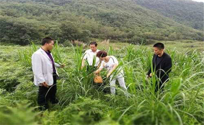 種草養豬的可行性分析