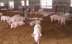 多雨季節畜禽飼養管理措施需掌握這四點