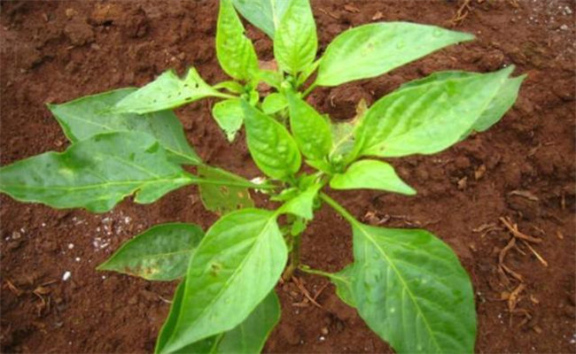 辣椒苗用什么除草劑除草