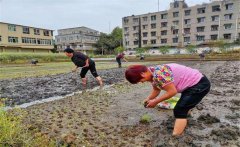 記住西瓜種植的訣竅，可讓西瓜大圓甜掉牙！