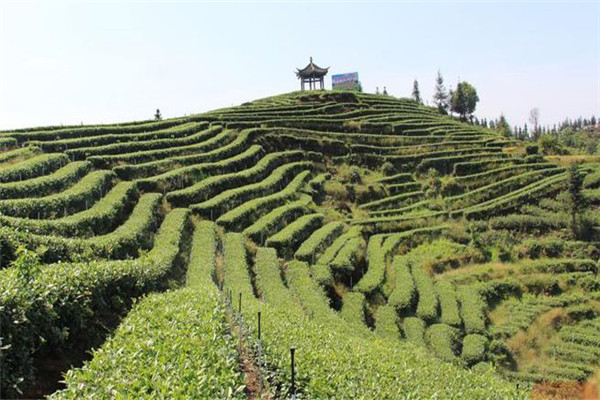 低產茶園的幾種情況