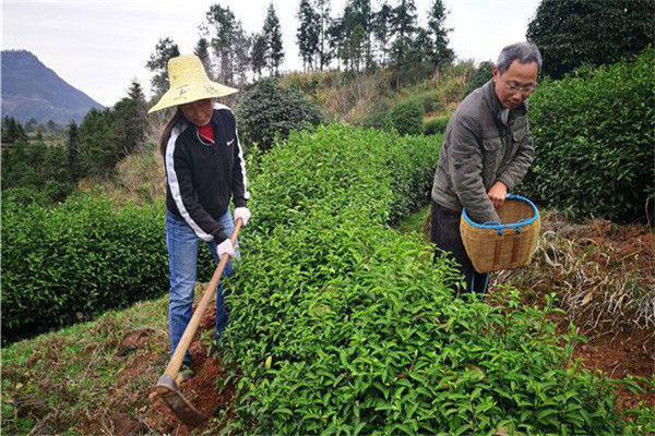 幼齡茶樹的除草、松土