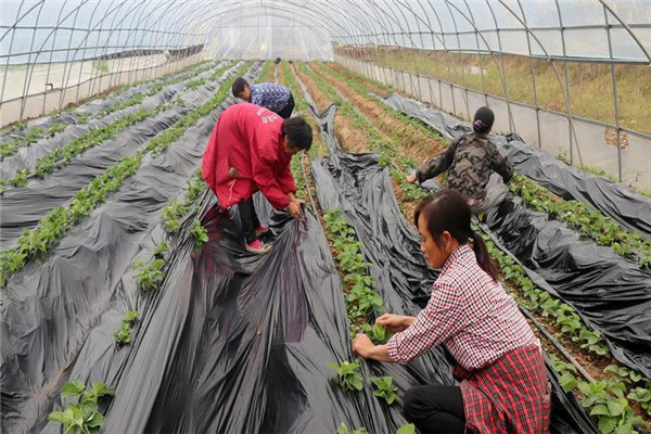 草莓地膜覆蓋栽培應抓哪些技術環節