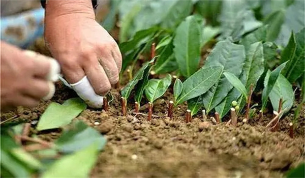 茶樹營養繁殖有何優缺點