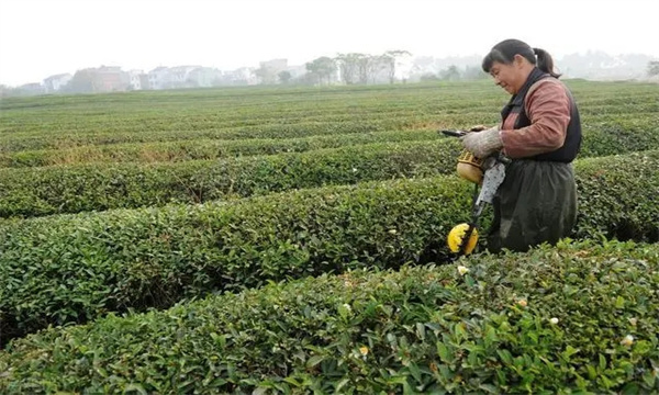 修剪后的茶園管理