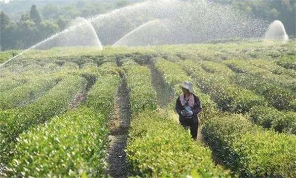 茶樹旱害發生后都有哪些補救措施