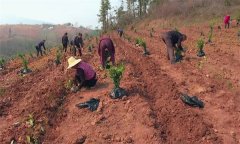 改造低產茶園主要有哪些技術措施？