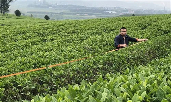 如何對茶樹進行定型修剪