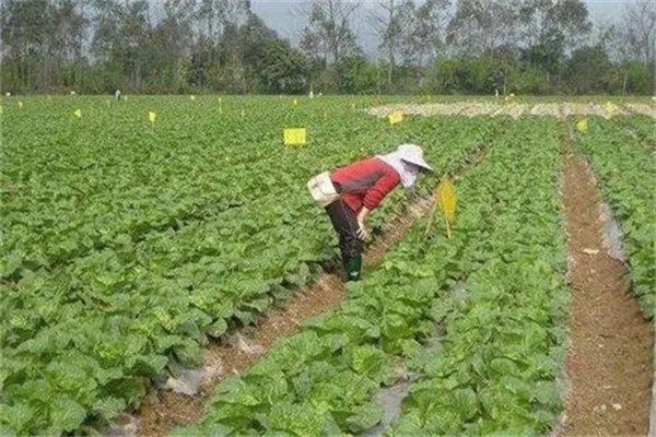 農業防治的主要措施有哪些