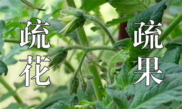 疏花疏果