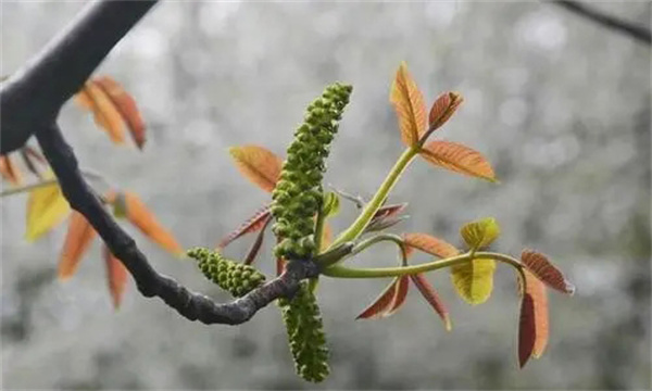 核桃雄花分化