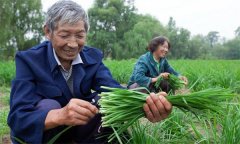 薹韭與韭菜有何區別 如何使薹韭早抽薹多抽薹？