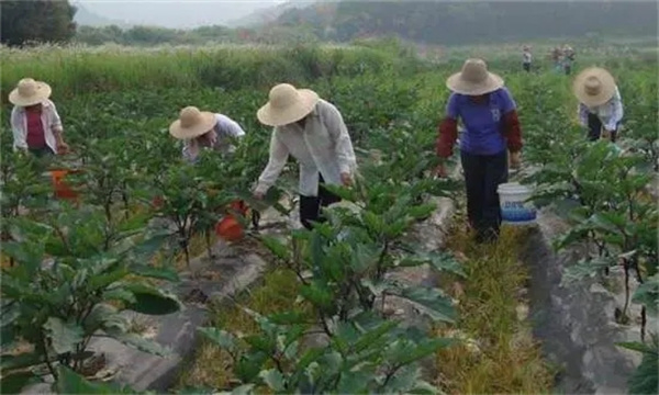 茄子如何高效施肥