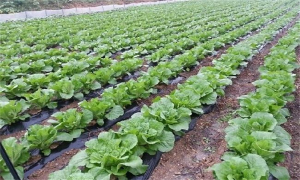 夏播大白菜栽培要點