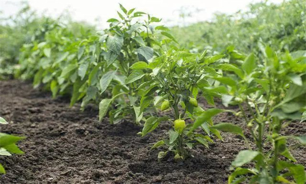 降低棚內濕度并通過晃動植株來利于授粉